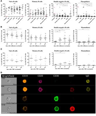 Specific Induction of Double Negative B Cells During Protective and Pathogenic Immune Responses